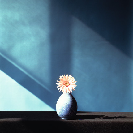 African Daisy, 1982, Dye Transfer. Copyright: Robert Mapplethorpe Foundation. Mapplethorpe Flora:The Complete Flowers, Phaidon (page 217).